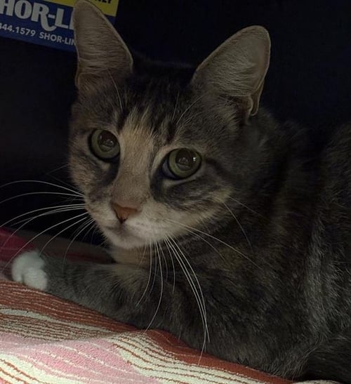 PAOLA - Domestic Medium Hair available for adoption