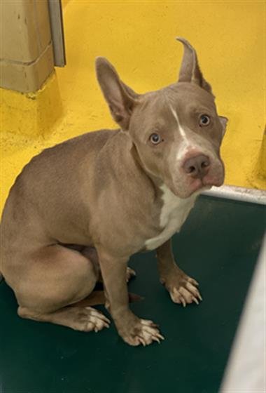 RUDY - Pit Bull Terrier for adoption in Irving