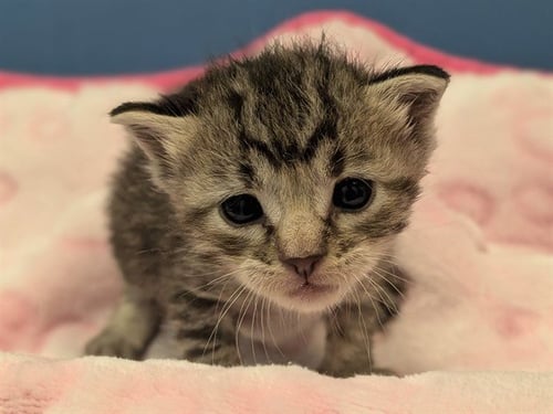 KATNISS - Domestic Short Hair available for adoption