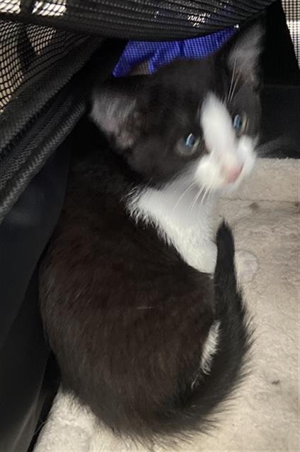 THEO - Domestic Short Hair available for adoption