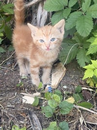 THEORI - Photo 1