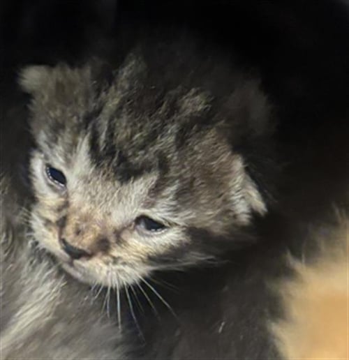 FRANKY - Domestic Short Hair available for adoption
