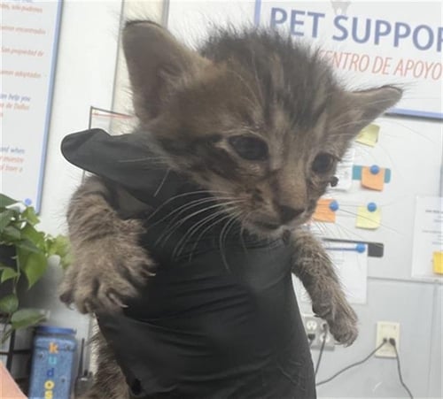 DORITO - Domestic Short Hair available for adoption