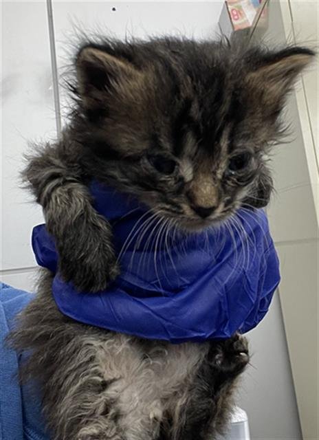 BITS - Domestic Short Hair available for adoption