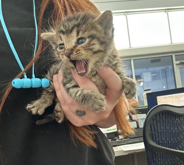 MEOWSTEIN - Domestic Short Hair available for adoption