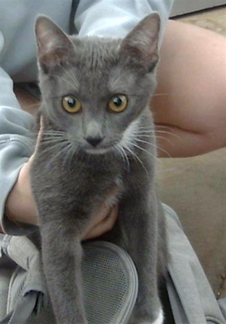 RUBI - Domestic Short Hair available for adoption
