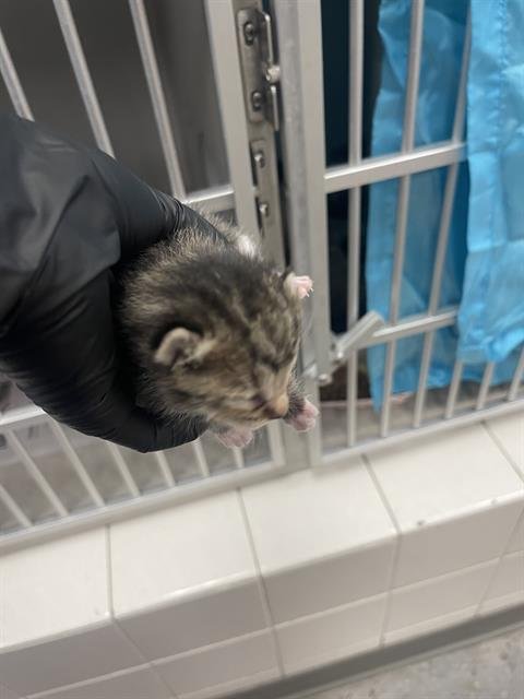 STARR - Domestic Short Hair available for adoption