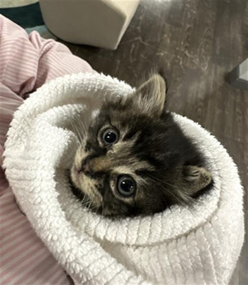 SUKI - Domestic Short Hair available for adoption