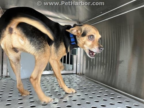 LIL BIT - Chihuahua available for adoption
