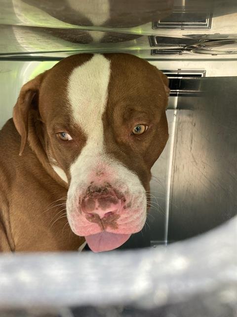 GANNON - Pit Bull Terrier for adoption in Irving