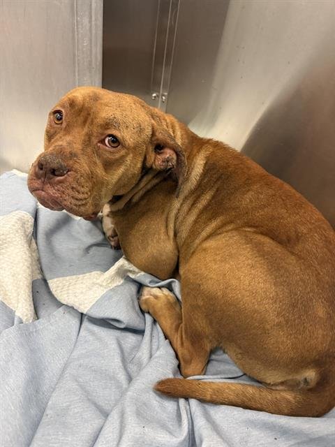 FAYE - Pit Bull Terrier available for adoption
