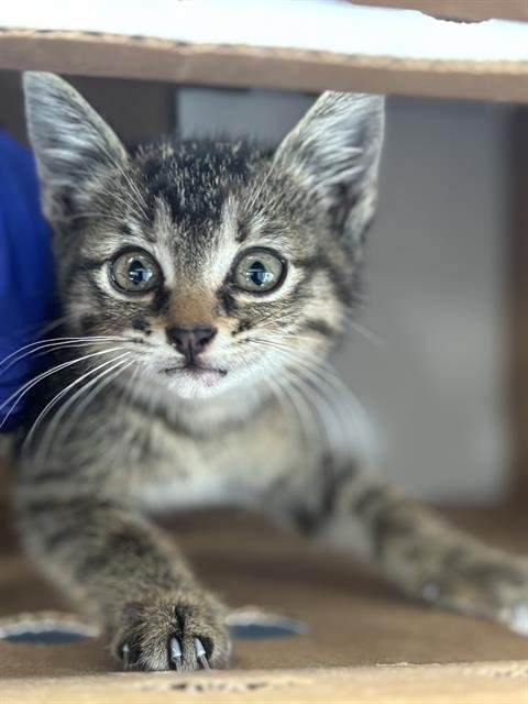 SHAYLA - Domestic Short Hair available for adoption