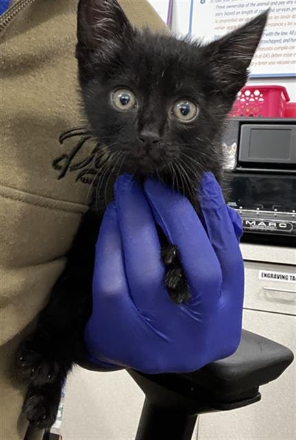 BATMAN - Domestic Medium Hair available for adoption