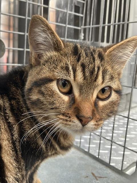 DOLL - Domestic Short Hair available for adoption