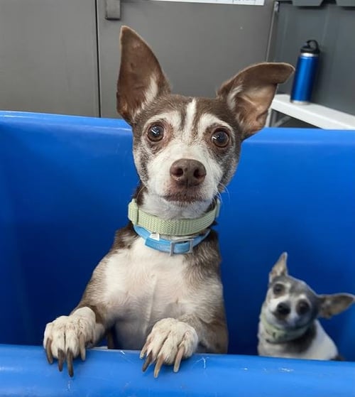 BUSTER - Chihuahua available for adoption