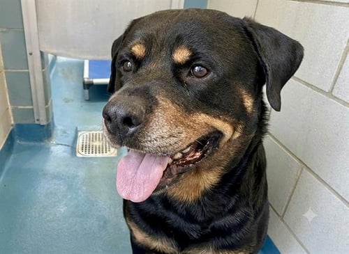 ROCCO - Rottweiler available for adoption