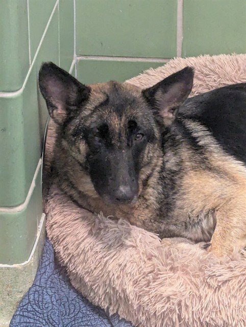 MOMMA - German Shepherd Dog available for adoption