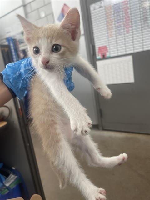 GRIFFEN - Domestic Short Hair available for adoption