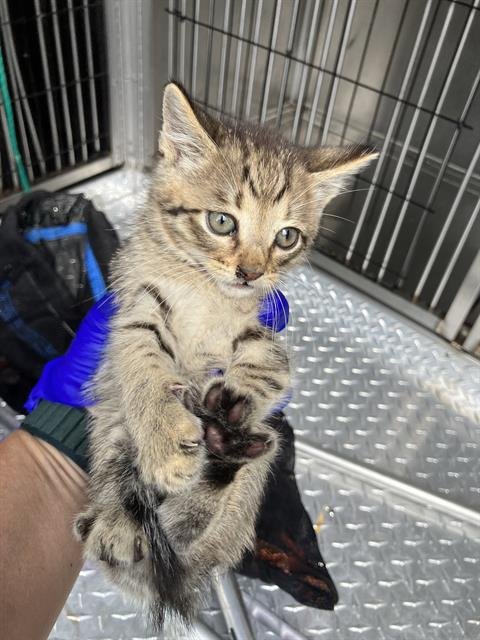 JUNIOR - Domestic Short Hair available for adoption