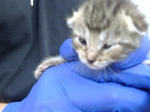 KYLO - Domestic Short Hair available for adoption