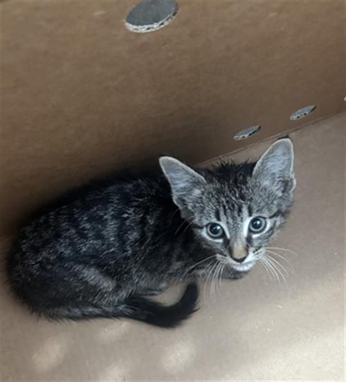 BONNIE - Domestic Short Hair available for adoption