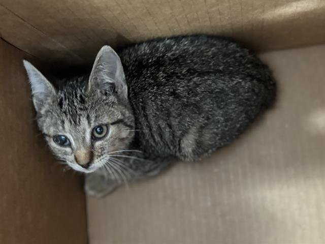 RONNIE - Domestic Short Hair available for adoption