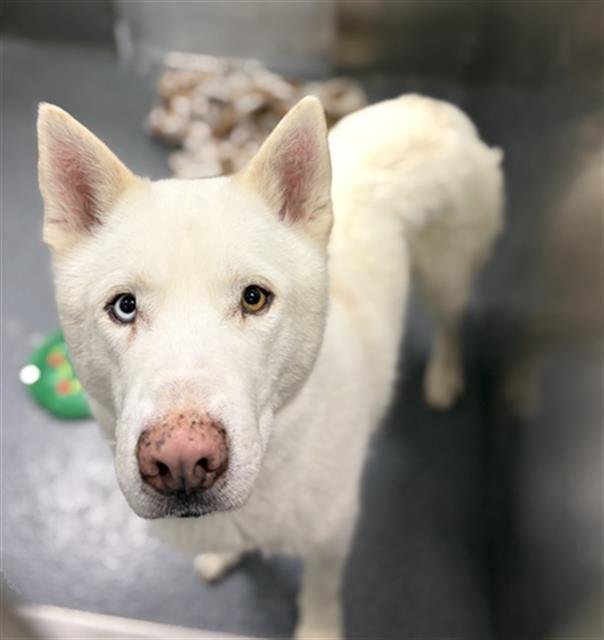 GLACIER - Siberian Husky available for adoption