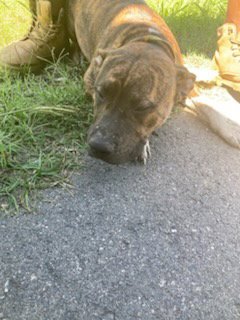 TAZ Image