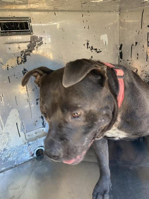 BUSTER - Pit Bull Terrier available for adoption