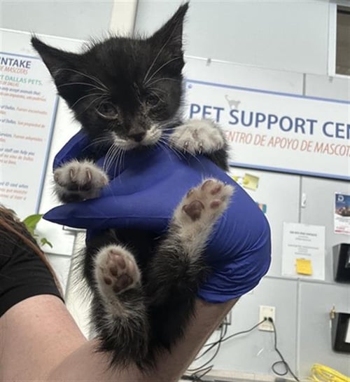 OREO - Domestic Short Hair available for adoption