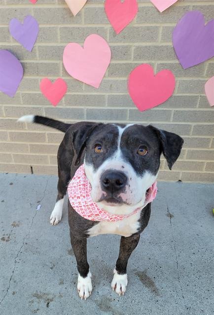 STEWY - Pit Bull Terrier available for adoption