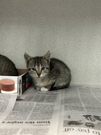 ARLO - Photo 1