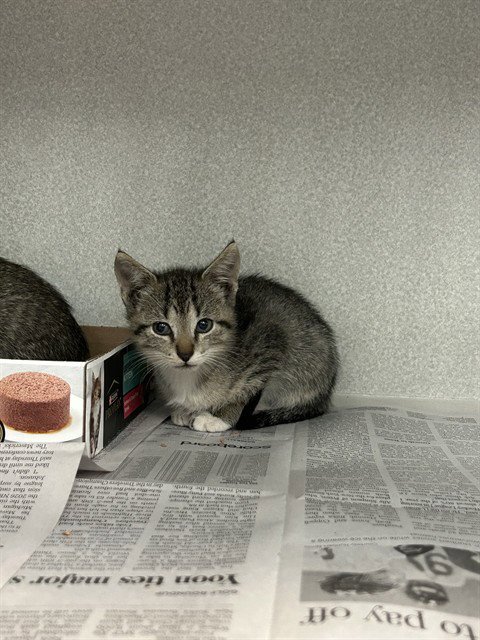 ARLO - Domestic Short Hair available for adoption