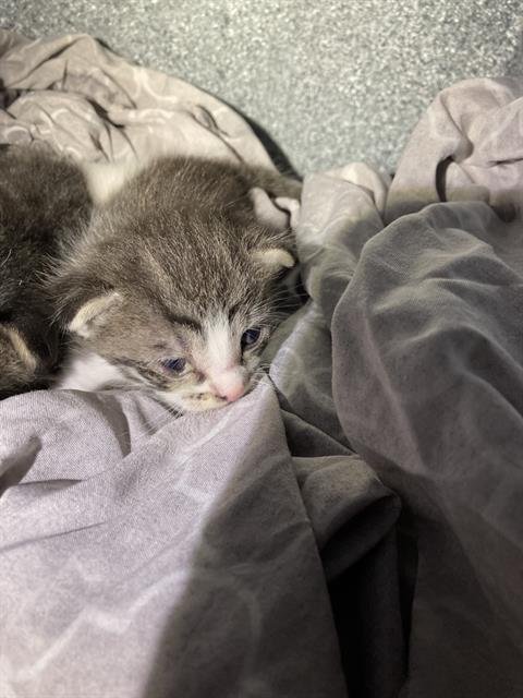 DAPHNE - Domestic Short Hair available for adoption
