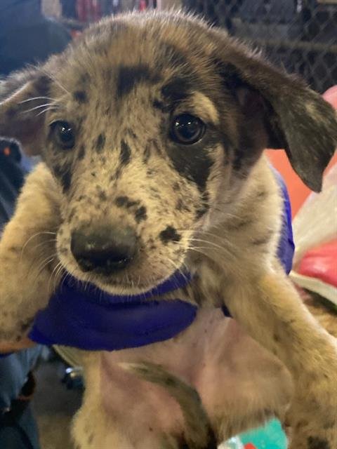 8 - German Shepherd Dog available for adoption