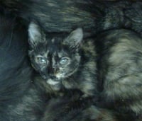 PERONA - Photo 1
