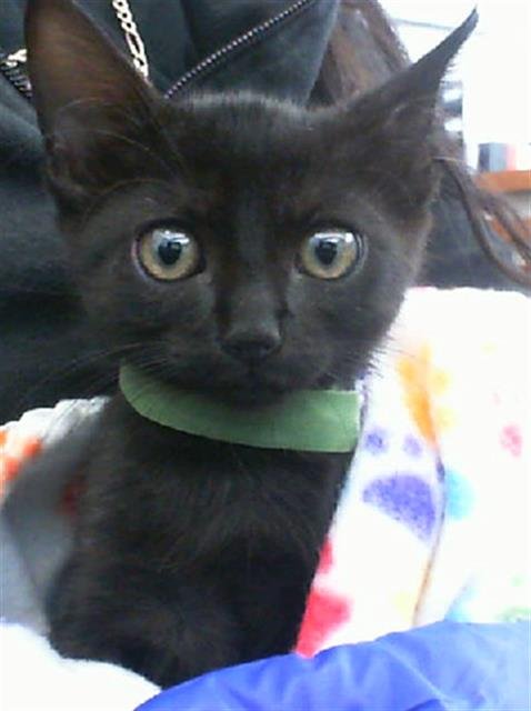 HEX - Domestic Short Hair available for adoption