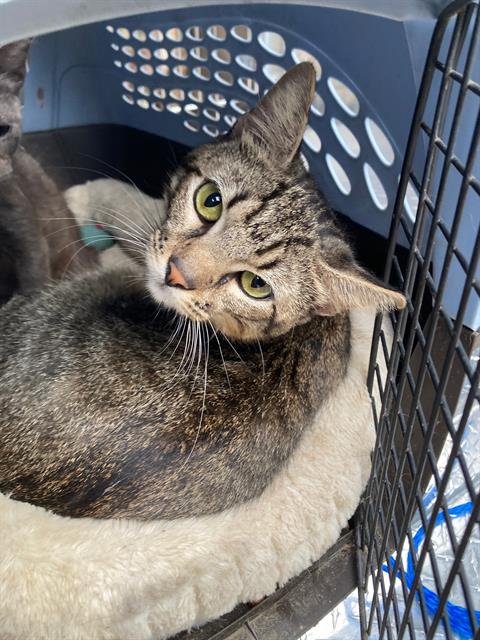 KING - Domestic Short Hair available for adoption