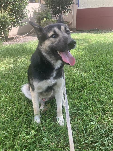 PARKER - German Shepherd Dog available for adoption