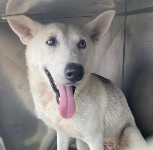 BONNIE - Husky available for adoption