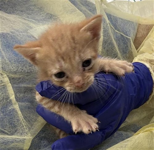 TONY - Domestic Short Hair available for adoption