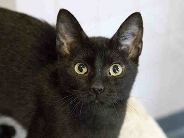 SALLY - Domestic Short Hair available for adoption