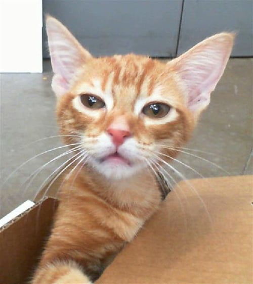 LORAX - Domestic Short Hair available for adoption