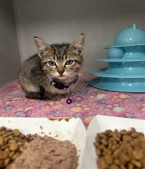 MORADO - Domestic Short Hair available for adoption