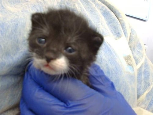 GROGU - Domestic Short Hair available for adoption