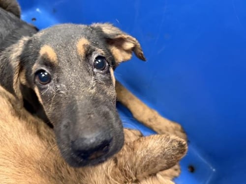 LANA - German Shepherd Dog available for adoption
