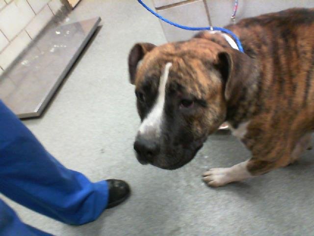 SINBAD - Pit Bull Terrier available for adoption