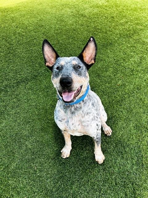 RANCHER - Bull Terrier / Australian Cattle Dog/Blue Heeler available for adoption