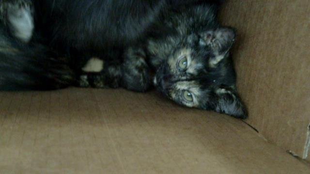 CATARINA Image