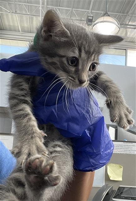 HALLIE - Domestic Short Hair available for adoption